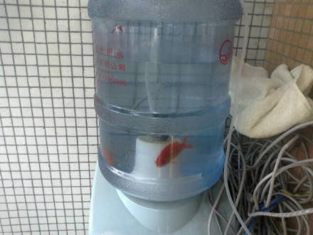 严防宿舍防投毒 大学生在饮水机中饲养小动物